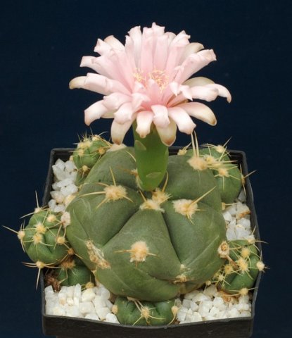 Gymnocalycium_horstii_2